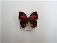 藏品(蛺蝶科-南美洲(五))的圖片